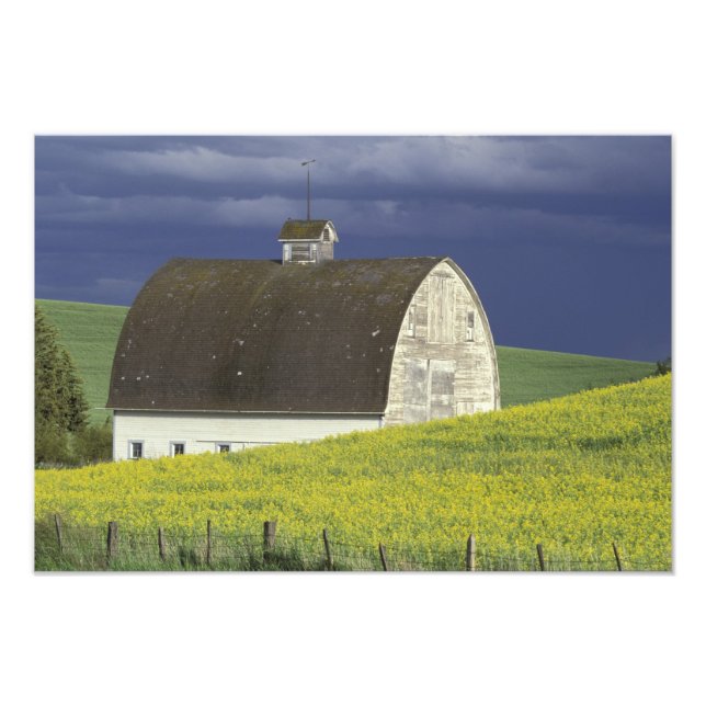 NA, USA, Idaho, südlich von Genesse, Kanola Fotodruck (Vorne)