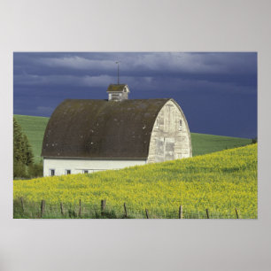 NA, USA, Idaho, südlich von Genesse, Kanola Poster