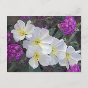 NA, USA, Kalifornien, Anza Borrego Desert Staat Postkarte