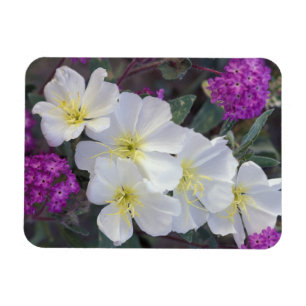 NA, USA, Kalifornien, Anza Borrego Desert State Magnet
