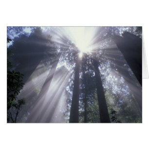 NA, USA, Kalifornien. Del Norte Coast State 2