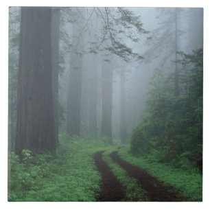 NA, USA, Kalifornien. Del Norte Coast State Park. Fliese