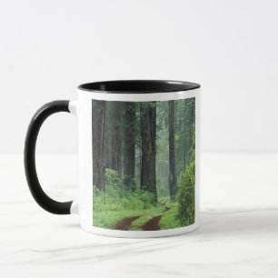 NA, USA, Kalifornien. Del Norte Coast State Park. Tasse