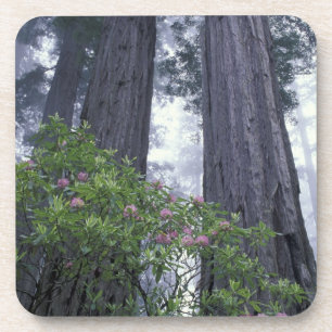 NA, USA, Kalifornien. Del Norte Coast State Park. Untersetzer