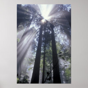 NA, USA, Kalifornien. Del Norte Coast State Poster