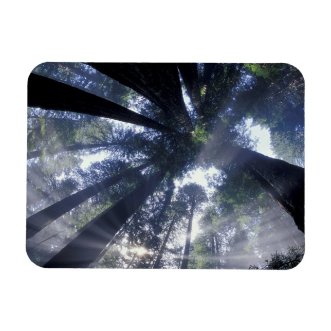 NA, USA, Kalifornien, Del Norte Redwoods Staat Magnet (Horizontal)