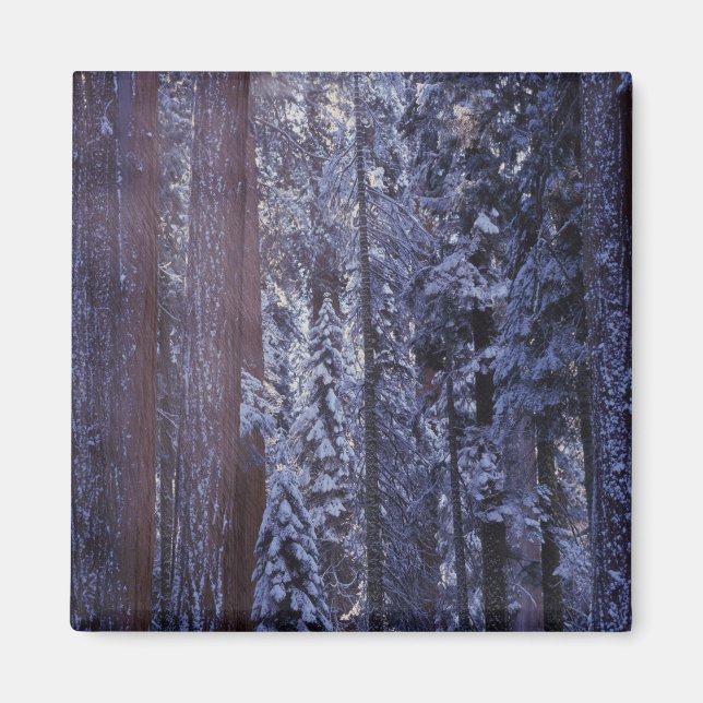 NA, USA, Kalifornien. Der Sequoia-Nationalpark. 2 Magnet (Vorne)