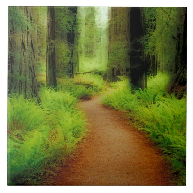NA, USA, Kalifornien, Jedediah Smith Redwoods Fliese (Vorderseite)