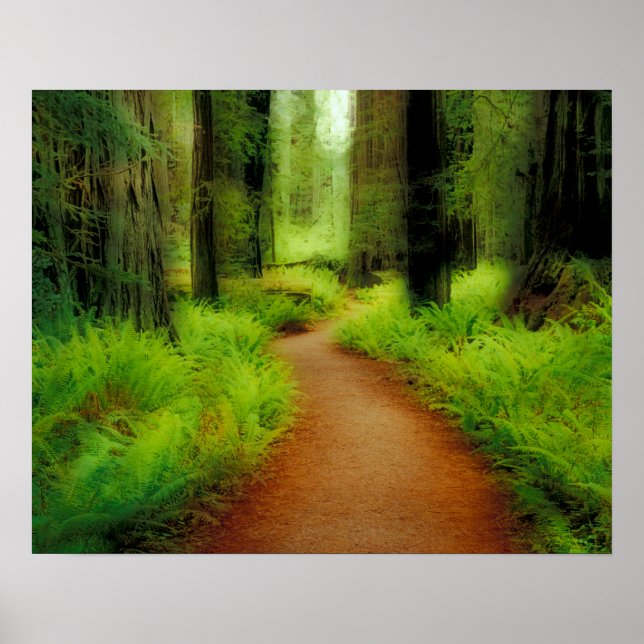NA, USA, Kalifornien, Jedediah Smith Redwoods Poster (Vorne)