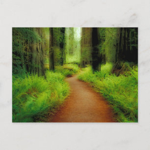 NA, USA, Kalifornien, Jedediah Smith Redwoods Postkarte