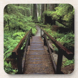 NA, USA, Kalifornien, Jedidiah Smith Redwoods Untersetzer