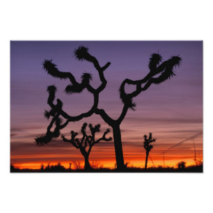 NA, USA, Kalifornien. Joshua-Tree-Nationalpark Fotodruck