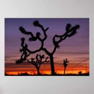 NA, USA, Kalifornien. Joshua-Tree-Nationalpark Poster