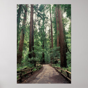 NA, USA, Kalifornien, Marin County, Muir Woods Poster