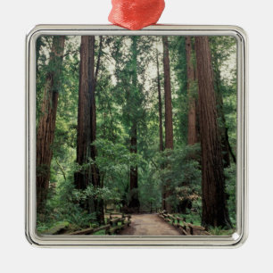 NA, USA, Kalifornien, Marin County, Muir Woods Silbernes Ornament