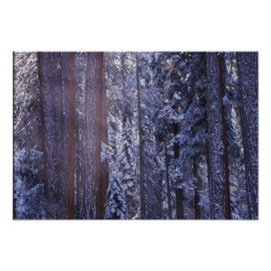 NA, USA, Kalifornien. Sequoia-Nationalpark. 2 Fotodruck