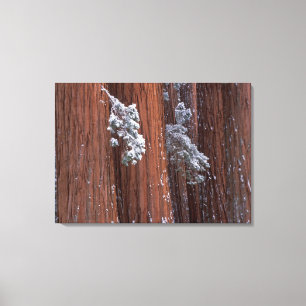 NA, USA, Kalifornien. Sequoia-Nationalpark  2 Leinwanddruck