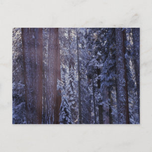 NA, USA, Kalifornien. Sequoia-Nationalpark  2 Postkarte