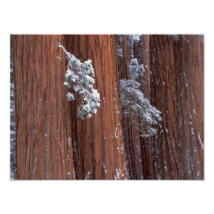 NA, USA, Kalifornien. Sequoia-Nationalpark. Fotodruck