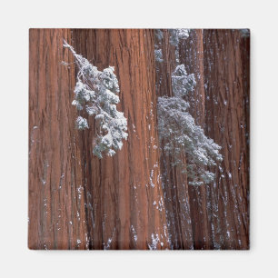 NA, USA, Kalifornien. Sequoia-Nationalpark Magnet