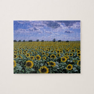 NA, USA, Kansas, Sonnenblumenanbau