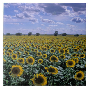 NA, USA, Kansas, Sonnenblumenanbau Fliese