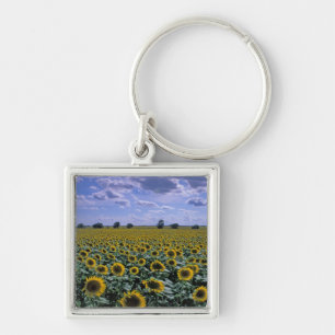 NA, USA, Kansas, Sonnenblumenanbau Schlüsselanhänger