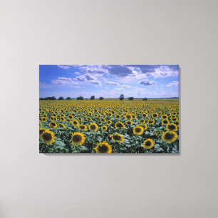 NA, USA, Kansas, Sonnenblumenernte Leinwanddruck