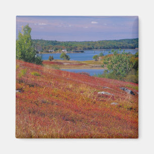 NA, USA, Maine. Blaubeer-Heiden. Magnet