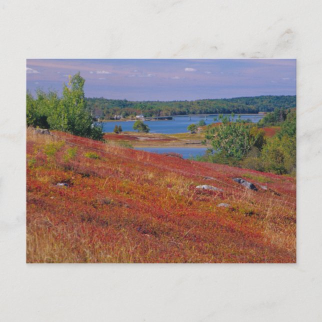NA, USA, Maine. Blueberry Barrens. Postkarte (Vorderseite)