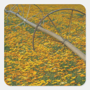 NA, USA, Oregon. Bewässerungssystem auf einem Feld Quadratischer Aufkleber