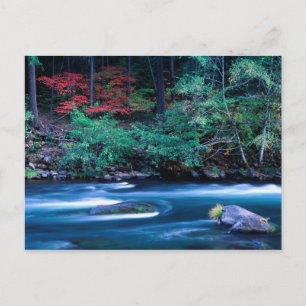 NA, USA, Oregon, Herbstlaub am North Umpquah Postkarte