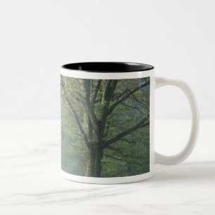 NA, USA, Tennessee, Cades Cove, Great Smoky Zweifarbige Tasse