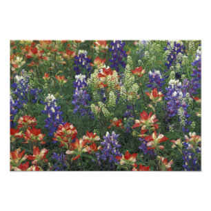 NA, USA, Texas, bei Marble Falls, Paint brush Fotodruck