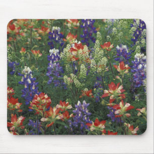 NA, USA, Texas, bei Marble Falls, Paint brush Mousepad