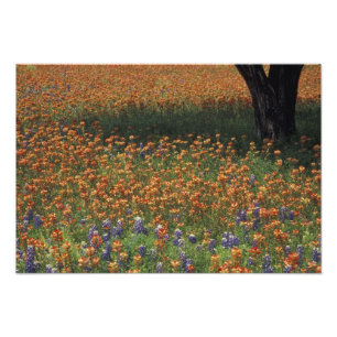 NA, USA, Texas, Hill Country, Paint brush und Fotodruck