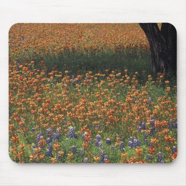 NA, USA, Texas, Hill Country, Paint brush und Mousepad (Vorne)