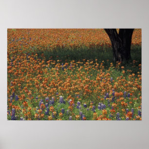 NA, USA, Texas, Hill Country, Pinsel und Poster