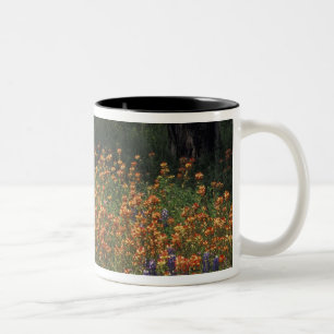 NA, USA, Texas, Hill Country, Pinsels und Zweifarbige Tasse