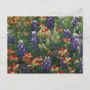 NA, USA, Texas, near Marble Falls, Paint brush, Postkarte