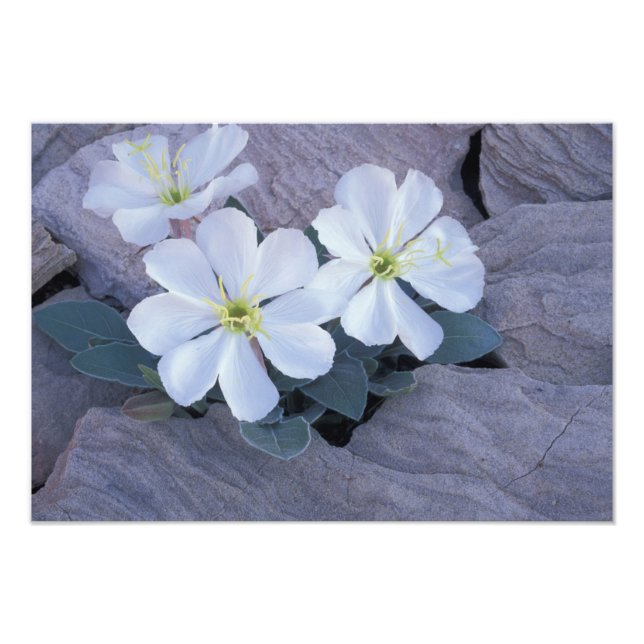 NA, USA, Utah, Arches NP, Abend primrose Fotodruck (Vorne)