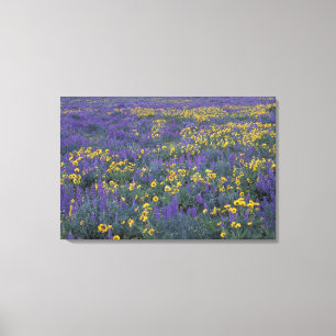 NA, USA, Washington Dalles, Lupine und Leinwanddruck