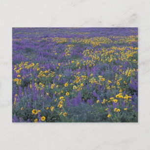 NA, USA, Washington Dalles, Lupine und Postkarte