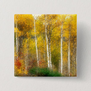 NA, USA, Washington, Herbst-Aspenbäume entlang Button