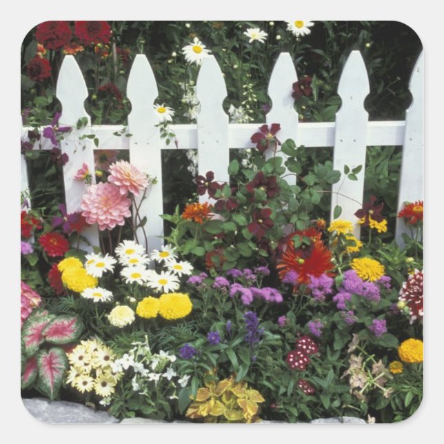 NA, USA, Washington, Sammamish, White Picket Quadratischer Aufkleber (Vorderseite)