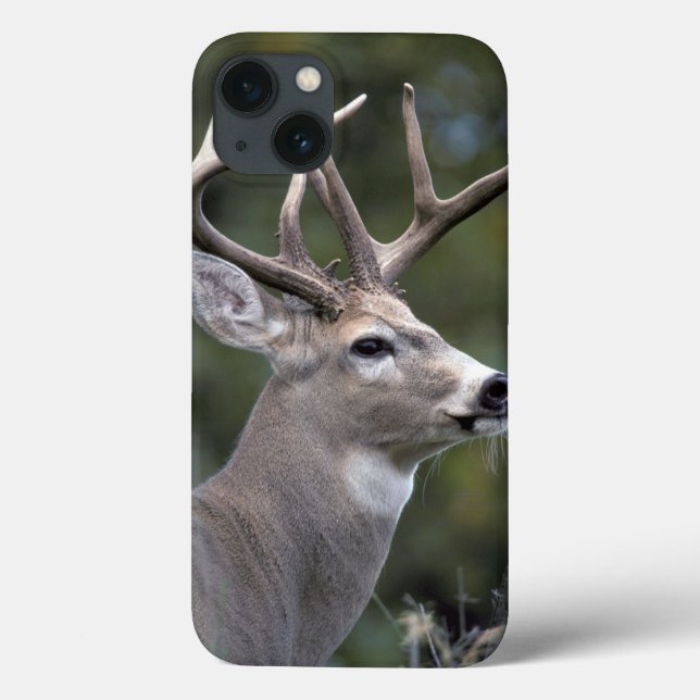 NA, USA, Washington Staat, Weißschwanzhirsche, Case-Mate iPhone Hülle (Rückseite)