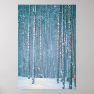 NA, USA, WY. Schneewinterlandschaft unter Poster