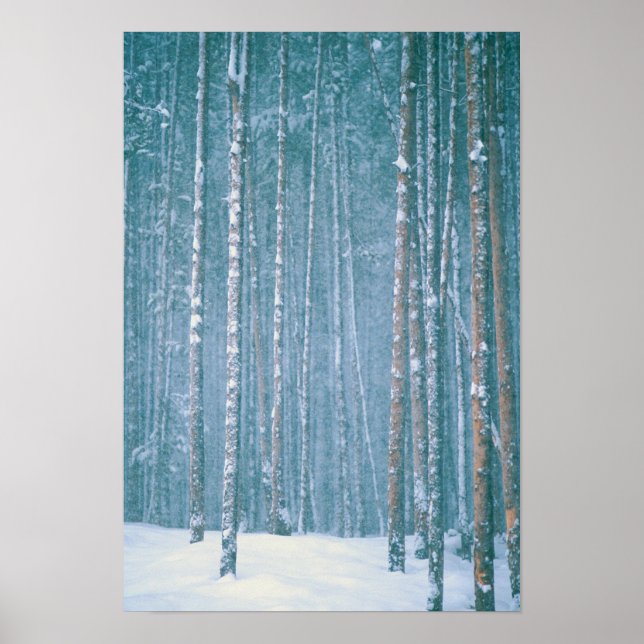 NA, USA, WY Schneewinterszene Poster (Vorne)