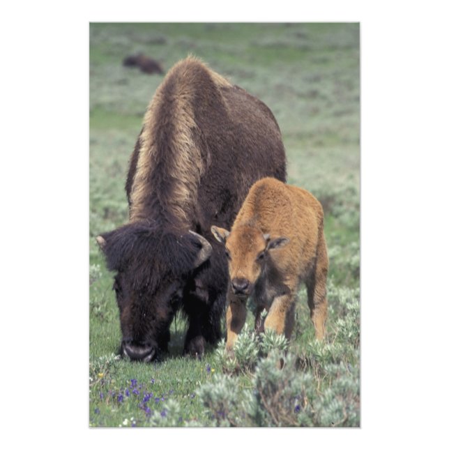 NA, USA, Wyoming, Yellowstone National Park. Fotodruck (Vorne)