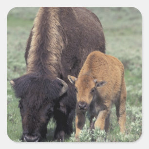NA, USA, Wyoming, Yellowstone National Park. Quadratischer Aufkleber